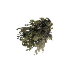 Foliage Fagus, punga 12g, Colorarte