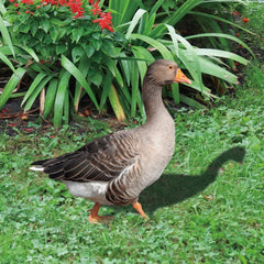 Decoratiune de Gradina, Kadeny, Model Gasca Salbatica, Tip Placa, Grosime 3 mm, Fata-Verso, 27 x 30 cm, Maro