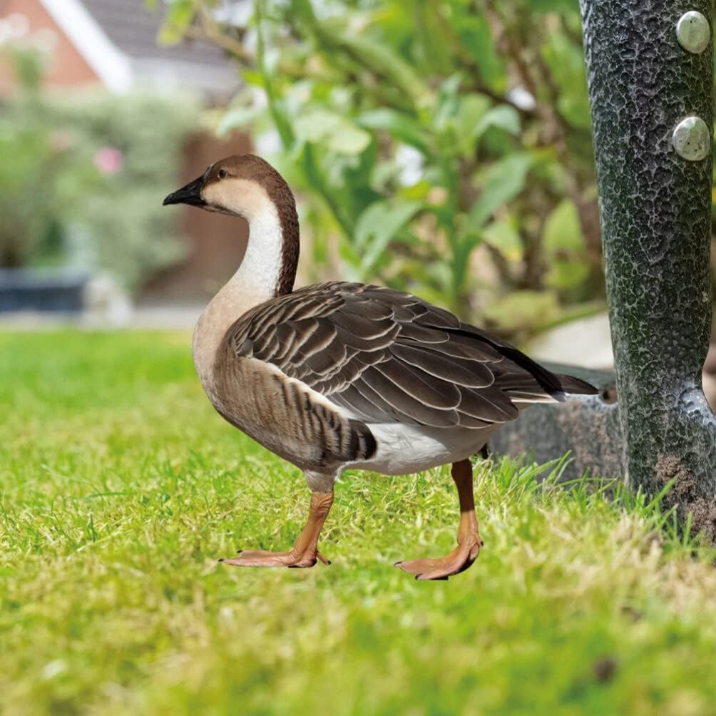 Decoratiune de Gradina, Kadeny, Model Gasca Salbatica, Tip Placa, Grosime 3 mm, Fata-Verso, 27 x 30 cm, Maro