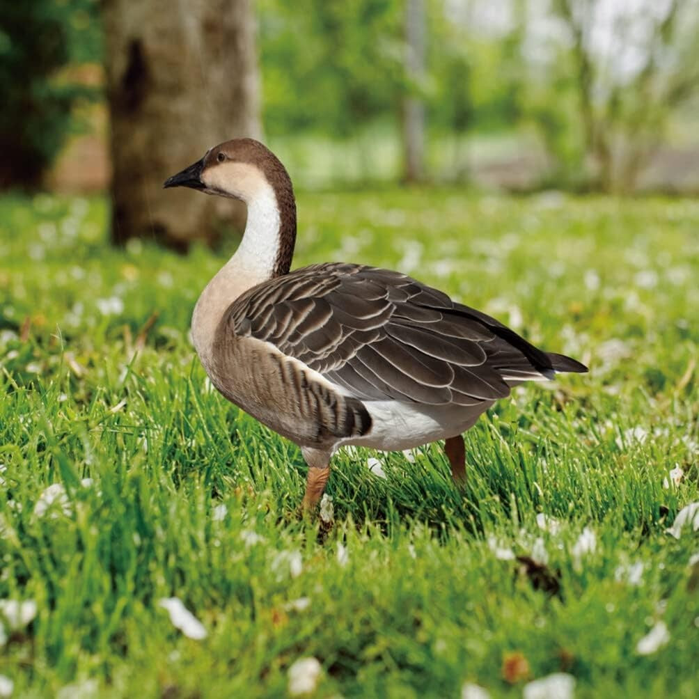 Decoratiune de Gradina, Kadeny, Model Gasca Salbatica, Tip Placa, Grosime 3 mm, Fata-Verso, 27 x 30 cm, Maro